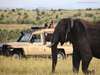 Sarova Mara Game Camp - Game Drive 